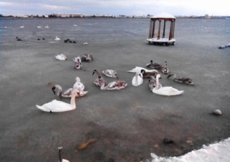 В Крыму на оледеневшем озере замерзают лебеди [фото]