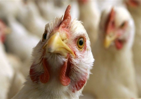 В Крыму сохраняется угроза вспышки птичьего гриппа