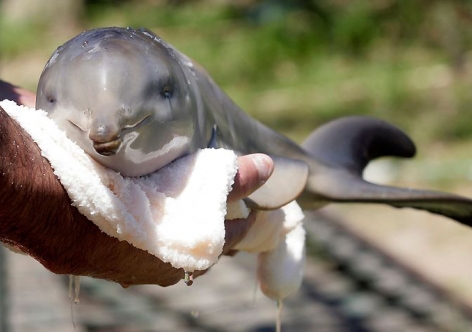 Крымчане спасли выброшенного на берег дельфиненка