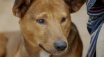 Жизнь собак (1-5 серии из 5) / Dogs The Untold Story (2016) HDTVRip