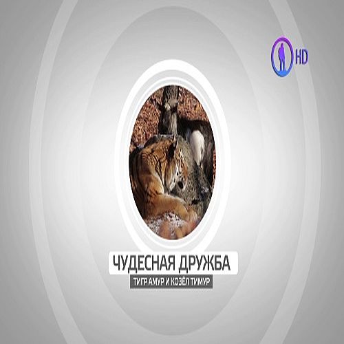 Чудесная дружба. Тигр Амур и козёл Тимур (2016) HDTV (1080i)