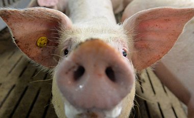 В Никополе из-за вспышки африканской чумы свиней ввели карантин