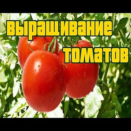 Все что Вам нужно знать о выращивании томатов (2017) WEBRip