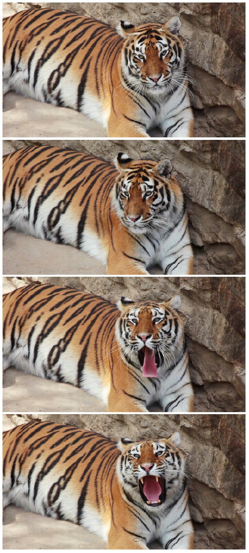 Video footage Big beautiful tiger yawns