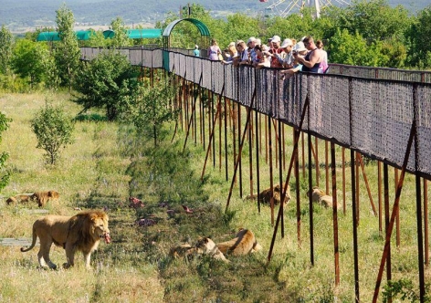 Путина выканючивают избавить крымские зоопарки