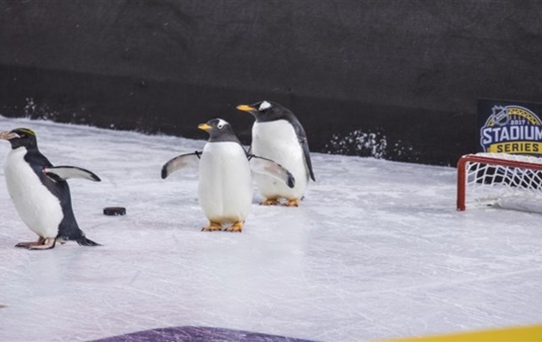 Пингвины навестили Питтсбург во время матча НХЛ