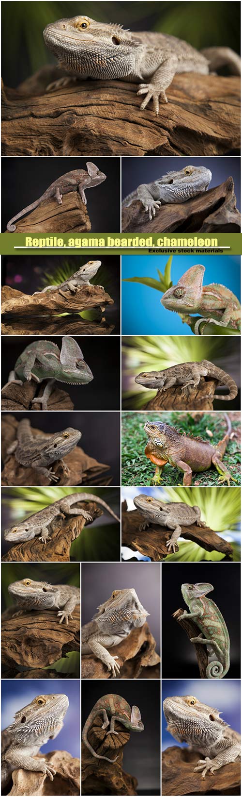 Reptile, agama bearded, chameleon lizard