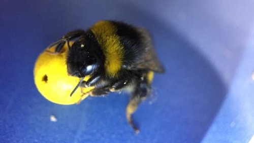 Пчела с шариком