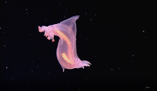 Чужие из глубин. Фантастические животные океанов