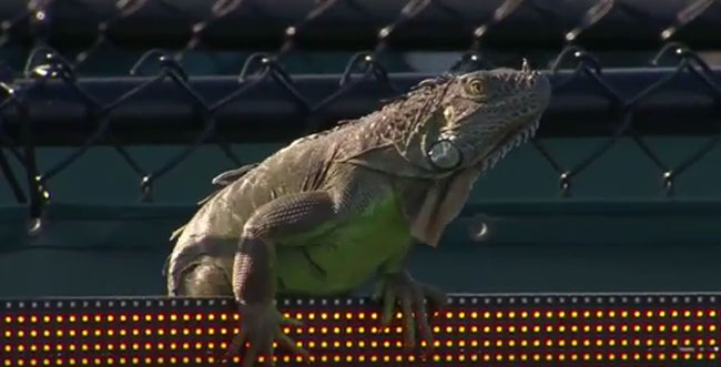 Теннисный матч в Майами прервали из-за выбежавшей на корт игуаны (Видео)
