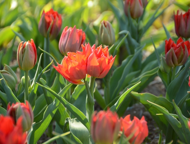 Уже более 10 сортов тюльпанов разболтались к крымскому параду [фото]