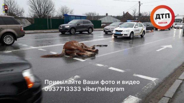ДТП в Киеве: на Столичном шоссе машина насмерть сбила лошадь - фото и видео