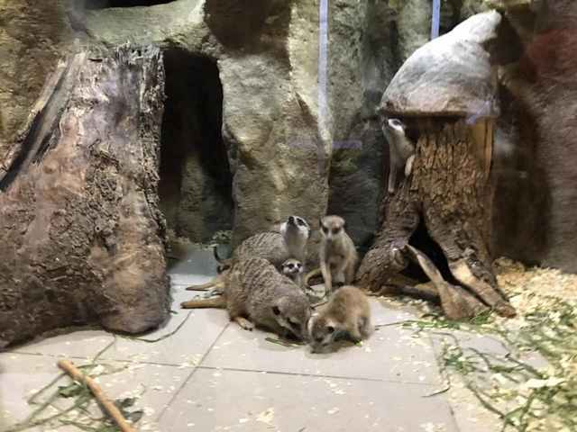 В крымском аквариуме и парке миниатюр – вешний беби-бум [фото]
