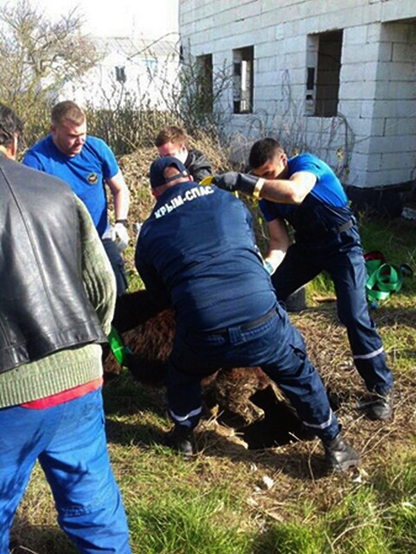 В Крыму спасали упавшего в яму ослика [фото]