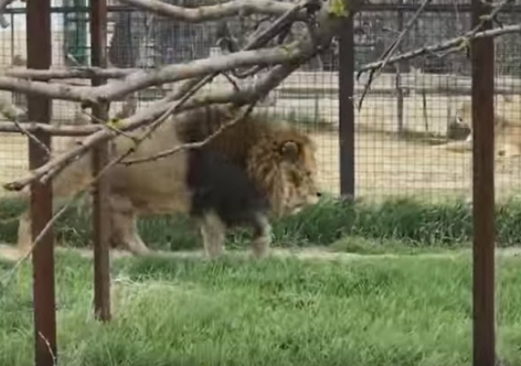 В крымском сафари-парке выпустили из вольеров львов [фото, видео]