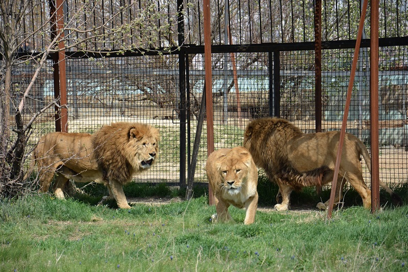 В крымском сафари-парке выпустили из вольеров львов [фото, видео]