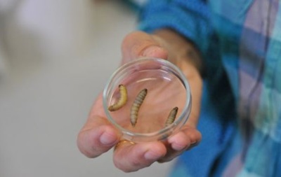 Ученые нашли гусениц, которые поглощают пластик