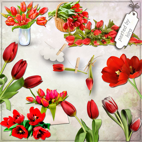 Клипарт - Красные тюльпаны на прозрачном фоне