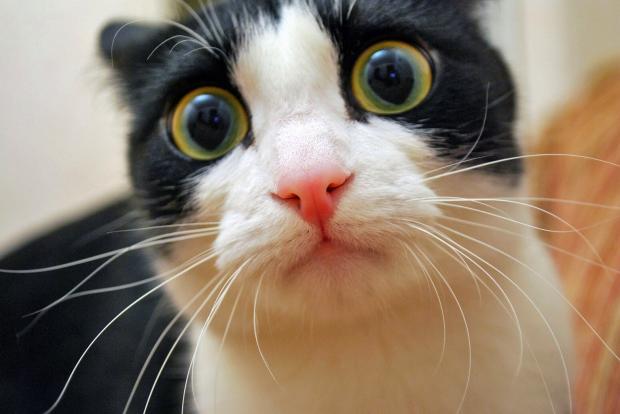 Видео про котов – микс смеха от пушистых любимцев