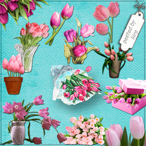 Клипарт - Розовые тюльпаны на прозрачном фоне