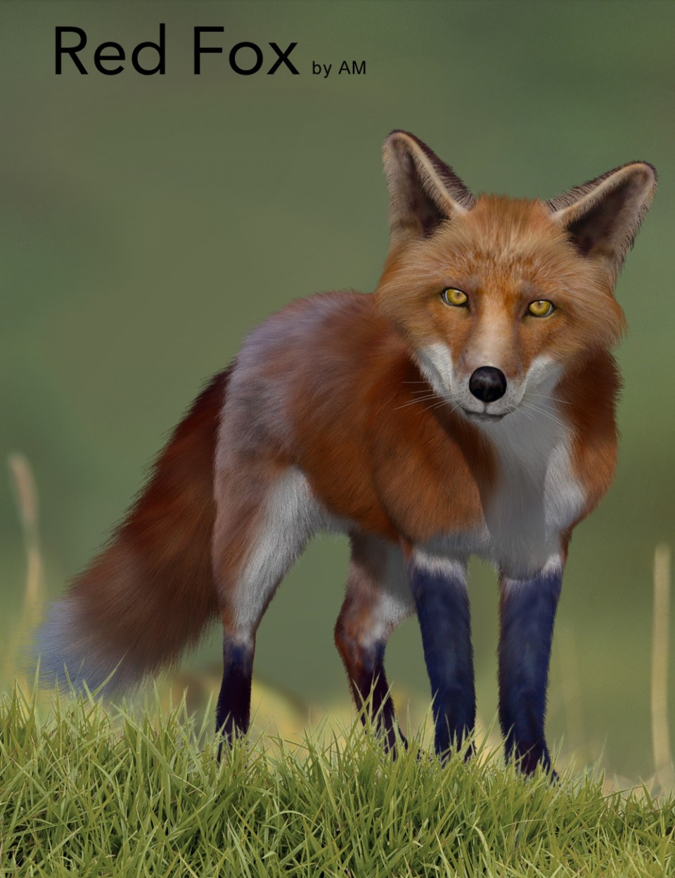 Red Fox by AM