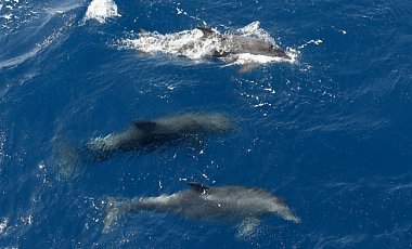 В Крыму зафиксировали массовую крах дельфинов