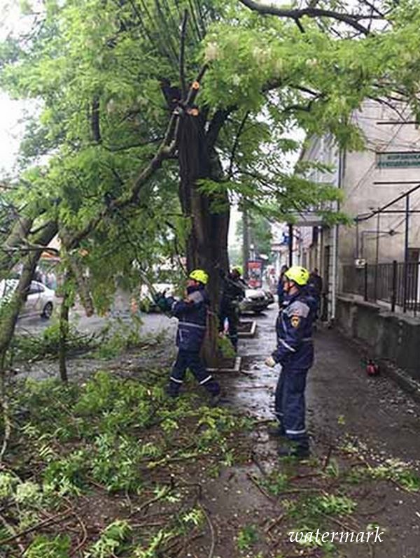 В Крыму штормовой ветр валился деревья на провода и стези [фото]