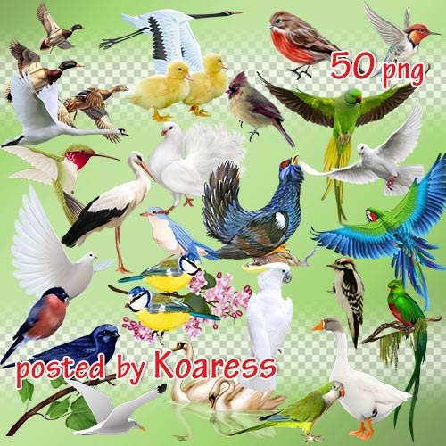 Png клипарт для дизайна - Разнообразные птицы на прозрачном фоне