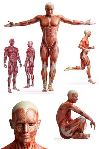 Анатомия человека: Мышцы, мышечная система (подборка изображений)