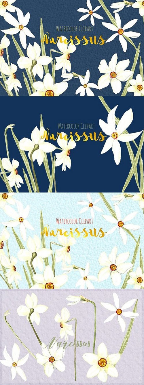 Narcissus. Watercolor clipart 505752