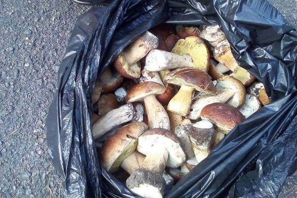 Полиция Киевщины отвела вывоз более 40 кг «фонящих» грибов из полосы ЧАЭС(фото)