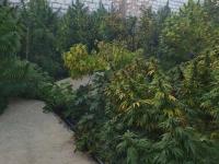 В Одесской области изъяли рекордную партию марихуаны - на 16 млн гривен