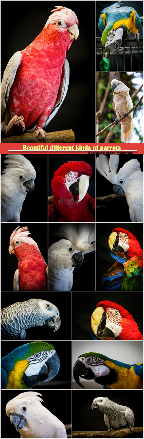 Beautiful different kinds of parrots