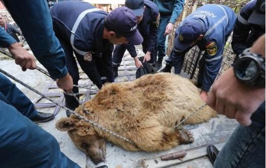 Зоозащитники освободили медведиц проживших в неволе в армянском ресторане 10 лет