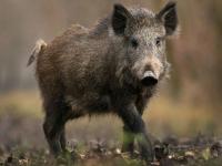 На Полтавщине возьмутся отстреливать диких кабанов с мишенью не допустить распространения вируса африканской чумы свиней