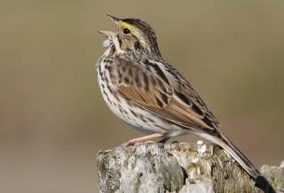 Ученые научили бешеных птиц напевать свои «песни»