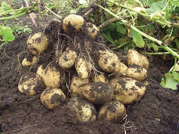 Картофель в мешках выращивание, полезные советы и видео