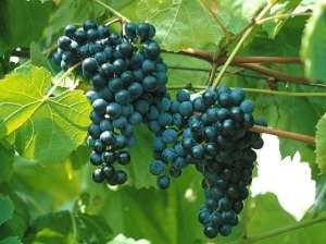Виноград изабелла - описание сорта, фото