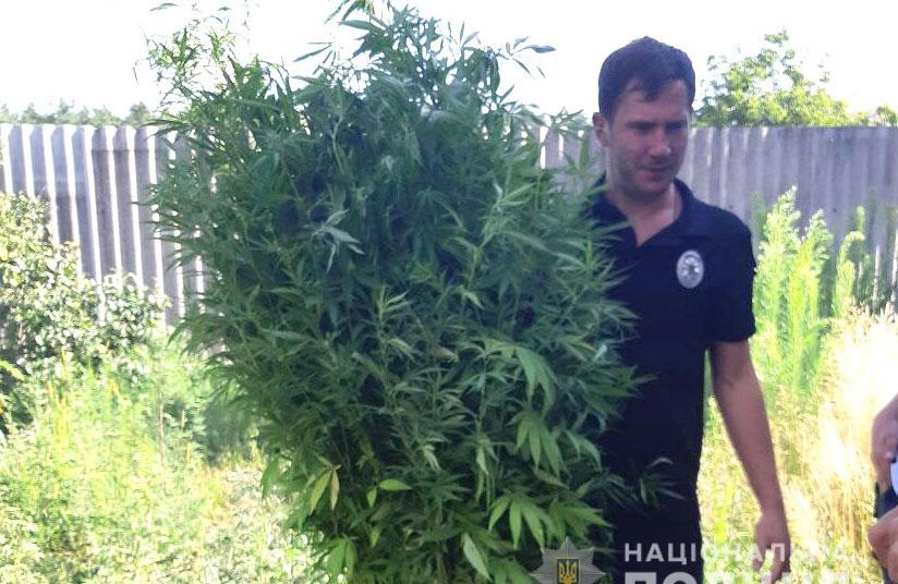 Вісті з Полтави - У Горішніх Плавнях у чоловіка вилучили 160 рослин коноплі та марихуану