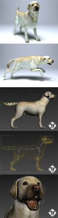 Labrador Dog Low poly 3D model