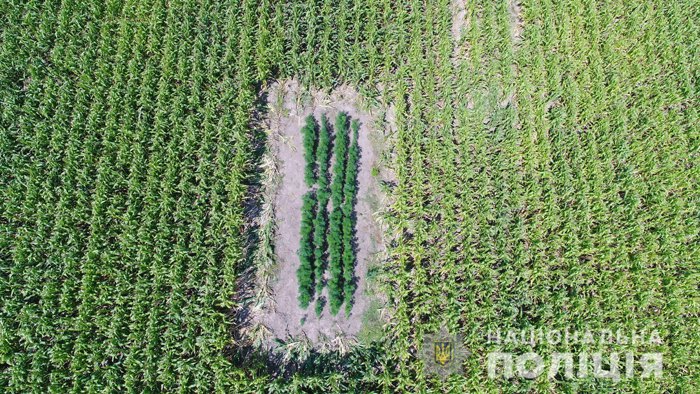 В Черновицкой области нашли в кукурузном поле 10 участков с коноплей