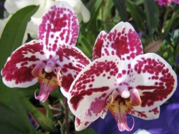 выращивания орхидеи