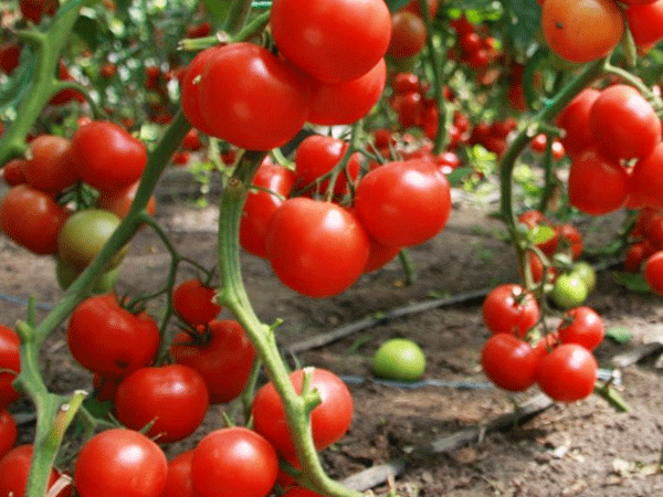 удобрения помидоров