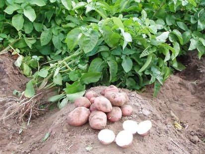выращивании картофеля