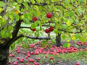 ухаживать яблоней