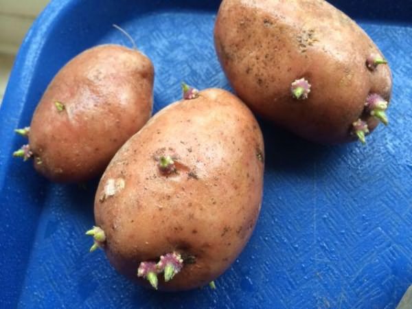 картофеля посадке