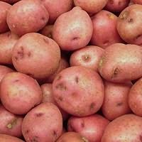 картофельной нематоде