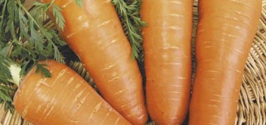 сорта моркови