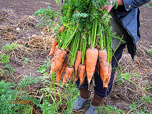 сберечь морковь