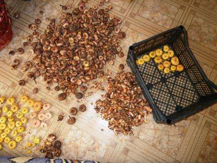 Как хранить луковицы гладиолуса дома практичные советы